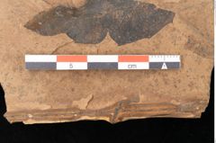 Foto (Detailsansicht) von Quercus palaeoilex Ettingshausen (NHMW-GEO-2024-0188-0919)